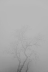 Tree in the foggy winter day