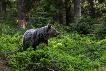 Attentive brown bear, ursus arctos, female on  blueberrygreen grass looking into camera in summer nature. Mammal predator with long fur sunlit by evening light from front view with copy space.