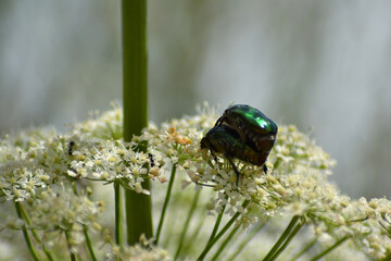 bug on a leaf