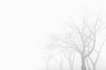 Fototapeta na wymiar Trees in the foggy winter day
