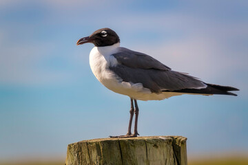 black headed seagul