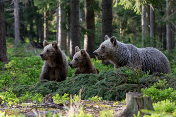 A brown bear (Ursus arctos) protecting its cubs in a dark forest. A family of bears collects blueberries
