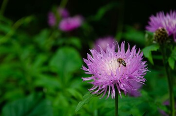 Summer purple flower with bee on a green background