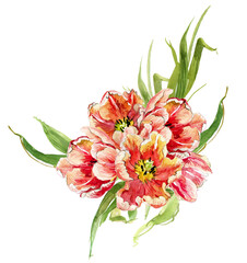Decorative element of tulips with leaves, watercolor drawing