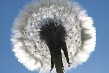 Pusteblume Blumen Wiese Sommer Sonne