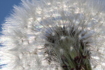 Pusteblume Blumen Wiese Sommer Sonne