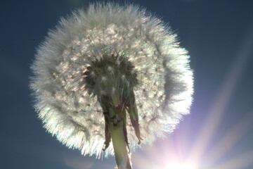 Pusteblume Blumen Wiese Sommer Sonne