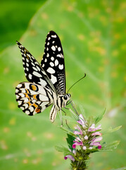 Fototapeta na wymiar Beautiful Little Butterfly