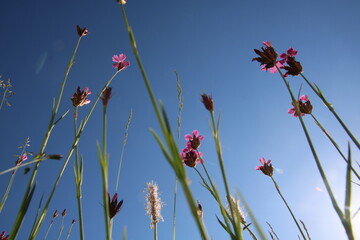 Blumenwiese Blickwinkel Himmel Sonne Entspannung Blumen 