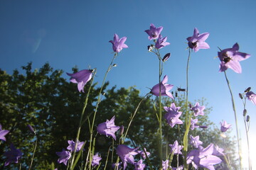 Blumenwiese Blickwinkel Himmel Sonne Entspannung Blumen 