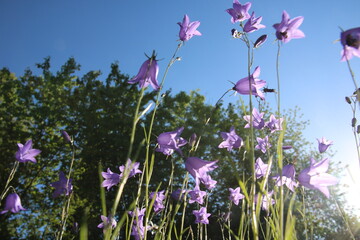 Blumenwiese Blickwinkel Himmel Sonne Entspannung Blumen 