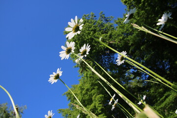Blumenwiese Blickwinkel Himmel Sonne Entspannung Blumen 