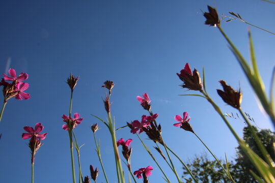 Blumenwiese Blickwinkel Himmel Sonne Entspannung Blumen 