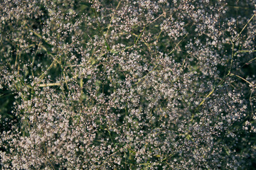 Flowers Gypsophila paniculata. Baby's breath. Common gypsophila. Medicinal plants.