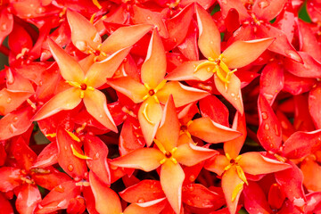 Fototapeta na wymiar Macro of red ixora flower blossom in flower garden