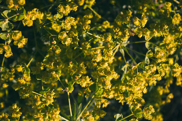 Euphorbia esula. Yellow floral background. Honey plant.