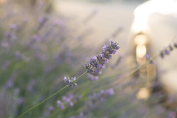 A sprig of lavender in the sun with highlights and bokeh