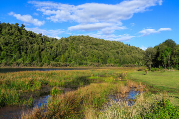 A quiet bay surrounded by water plants and native forest in Lake Rotoma near Rotorua, New Zealand