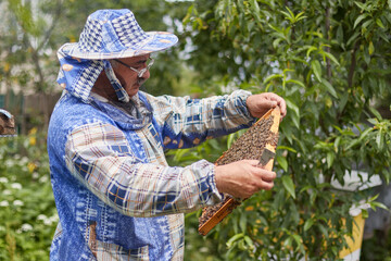 The beekeeper inspects the frame of the bees. Work on the farm in the summer.