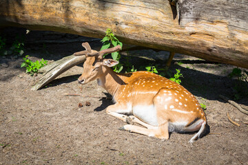 Fallow deer lying in the sun in forest