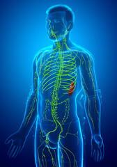 3d rendered medically accurate illustration of a male lymphatic system