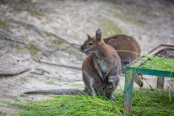 Kangaroo with a small child in a bag on its stomach