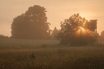 Fototapeta premium Morning sun landscape scenery with trees and field