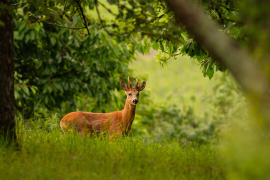 Roebuck on a green meadow