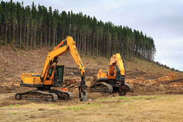 Two excavators with log grabber claws in front of a partially felled pine forest. Photographed in...