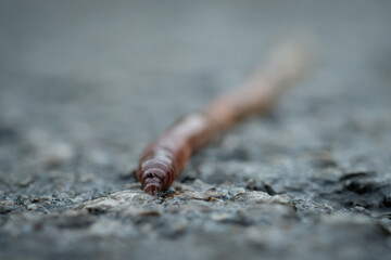 Earthworm macro closeup