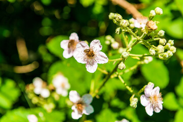 Bienen sammeln den Nektar zur Honig-Produktion auf den Blüten eines Brombeerstrauches