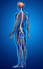 3d rendered medically accurate illustration of a male nervous system
