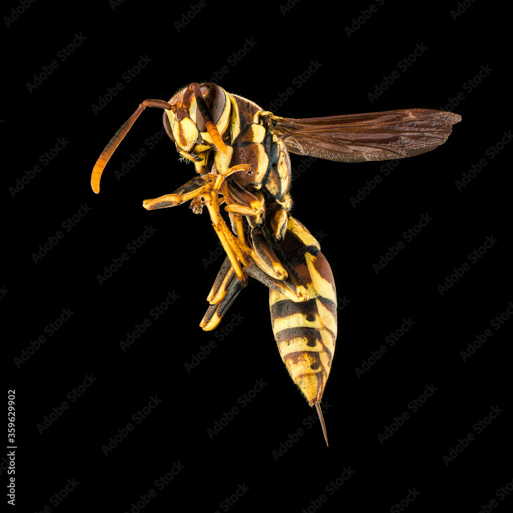 Wall mural wasp on a black background