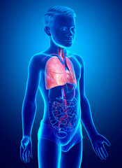 3d rendered, medically accurate illustration of a young boy lung anatomy