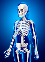 3d rendered, medically accurate illustration of a young girl skeleton system