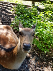 white tailed deer