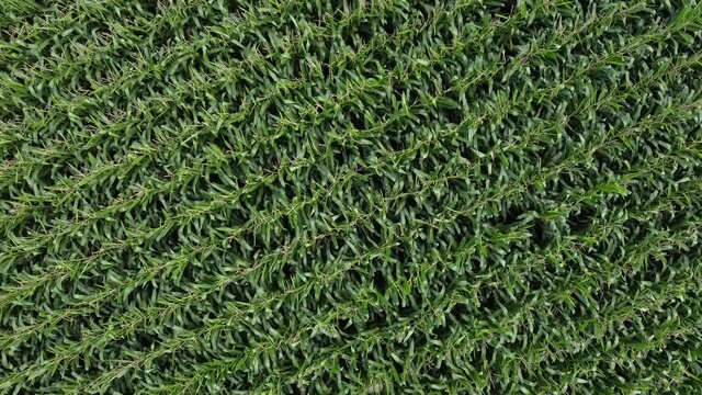 Drone view of a corn plantation divided in two parts by a small country road in Pavia, Italy