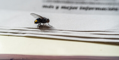 Macro photography, insects and plants in spring