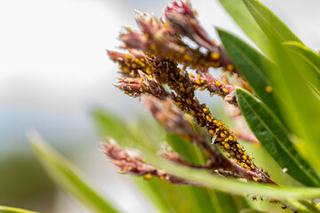 Macro photography, insects and plants in spring