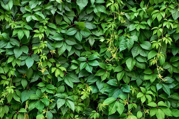 Fototapeta na wymiar green ivy leaves wall background. nature texture plants