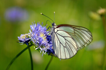 Hawthorn butterfly on a blue flower