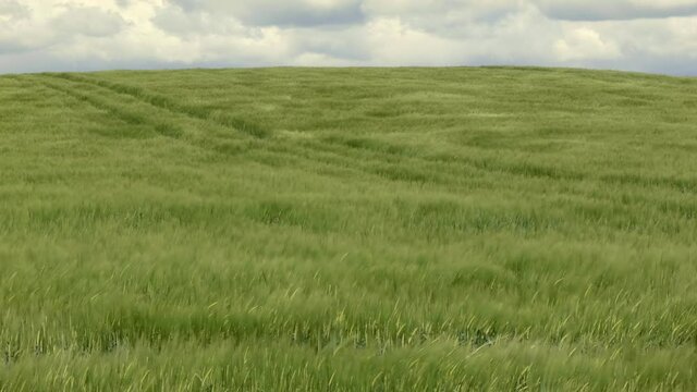 Gerstenfeld im Wind