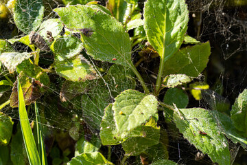 Macro photography, insects and plants in spring