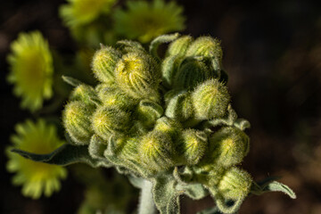 Macro photography, insects and plants in spring