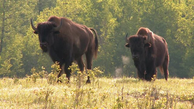 Bisons in freier Wildbahn