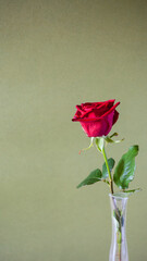 vertical panoramic still-life with copyspace - single fresh red rose flower in glass vase with olive color textured paper background (focus on the bloom)