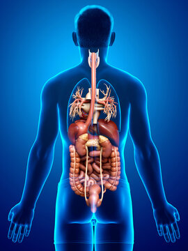 3d rendered medically accurate illustration of male Digestive System  and heart