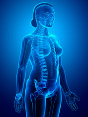 3d rendered, medically accurate illustration of a female skeleton system