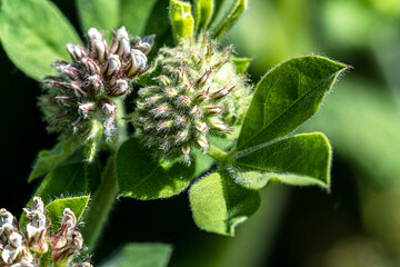 Macro photography, insects and plants in spring