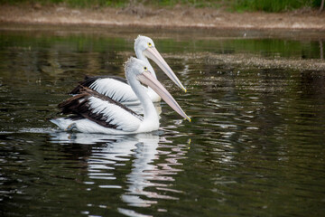 The Australian pelicans, Pelecanus conspicillatus on a water.
